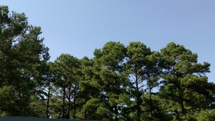 Fototapeta na wymiar Tree Tops With Blue Sky Background