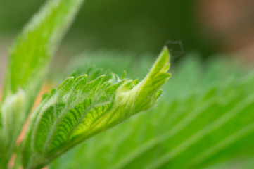 green leaf