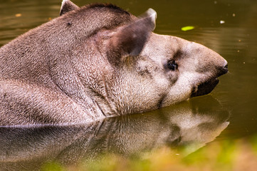 Brazilian Tapir in the water