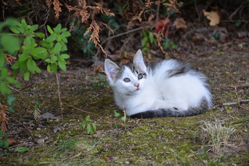 Chaton - Jeux et découverte de son milieu