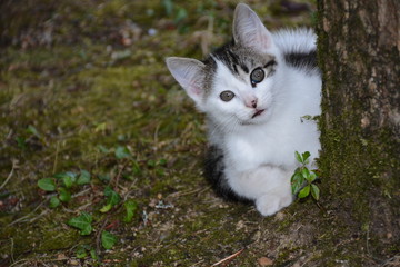 Chaton - Jeux et découverte de son milieu