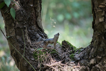 Howling wolf in the forest. Mini wolf figure standing on the forest ground.