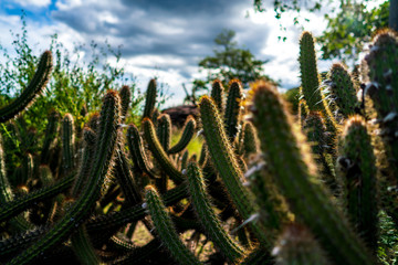 The Serra da Capivara National Park is in Caatinga, the only exclusively Brazilian biome..Piaui - Brazil.