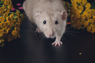 Cute rat next to yellow flowers