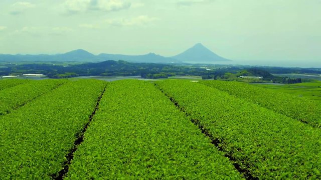 Traditional tea garden in countryside of Kagoshima prefecture, Japan (aerial photography)