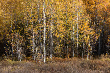 Autumn Birches Near Trout Lake, Washington