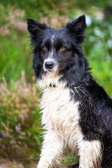Fototapeta premium Portrait of a Border Collie dog in nature
