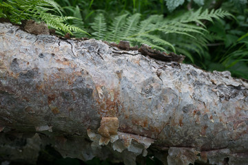 Fototapeta premium A tree lies in the forest