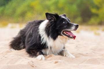 Portrait of a Border Collie dog in nature
