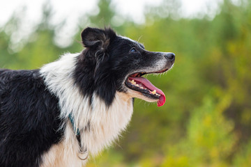 Portrait of a Border Collie dog in nature