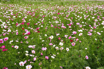 A field of white, red, and pink cosmos at Jechun, South Korea.