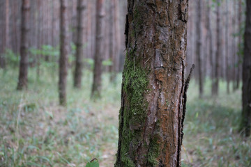 Bark of Pine Tree close up. Beautiful pine forest at summer time.