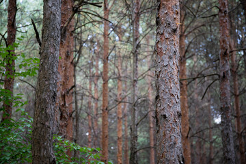 Obraz premium Bark of Pine Tree close up. Beautiful pine forest at summer time.