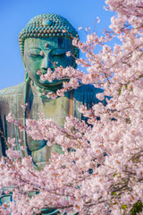 Obraz premium 鎌倉の大仏と満開の桜