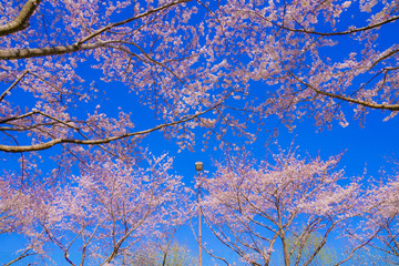 Obraz premium 満開の桜と晴天の青空（調布飛行場）
