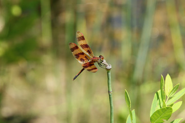 Close Up of Halloween Pennant Dragonfly
