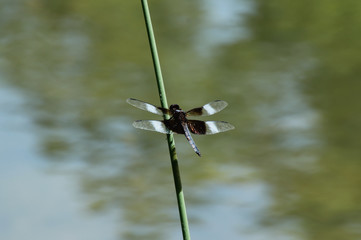 Close Up of Widow Skimmer Dragonfly