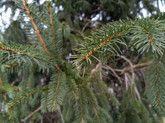 Raindrop on Evergreen Needles