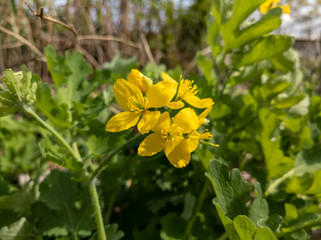 Yellow Flowers in the Garden