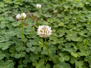 Clover Flower