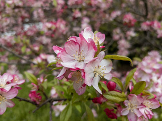 Crabapple Blossoms
