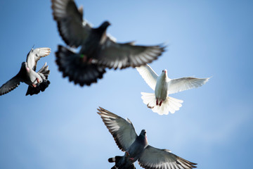 flock of speed racing pigeon brid flying