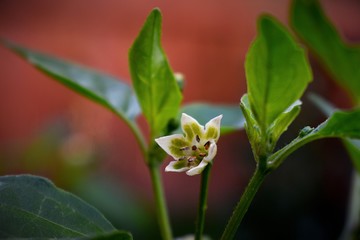 Yellow Chili pepper flower blooming 