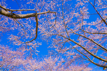 満開の桜と晴天の青空（調布飛行場）