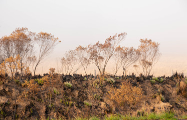 Burned in southern Brazil  03
