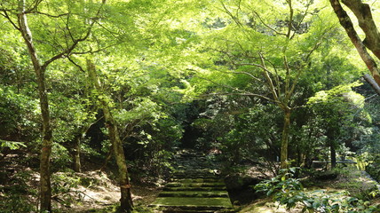 Obraz premium 紅葉谷公園