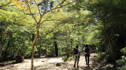 Fototapeta premium 宮島観光