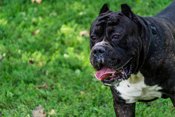 3-year old cane corso