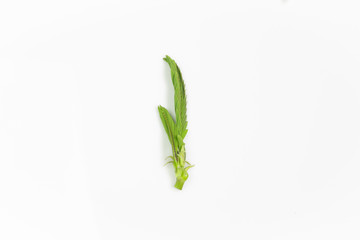 Young plants from nature on white background.