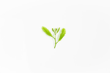 Young plants from nature on white background.