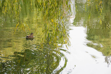 緑の柳の葉と水鳥