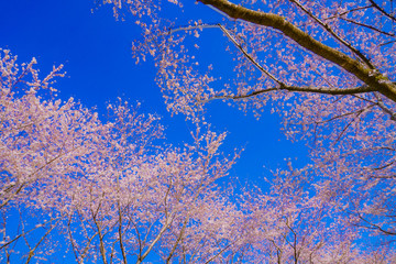 満開の桜と晴天の青空（調布飛行場）