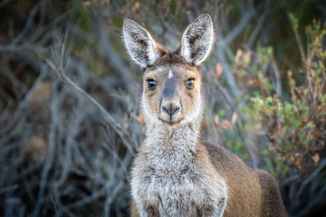 Kangaroo