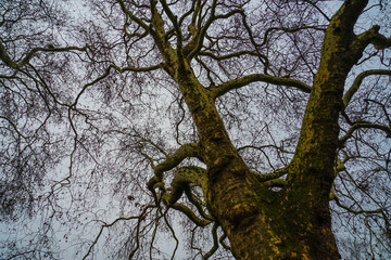 セント・ジェームズ・パークの森林風景