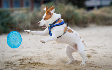 jack russell terrier playing with frisbee
