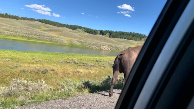 A lone buffalo is seen on the side of the road in Yellowstone National Park.