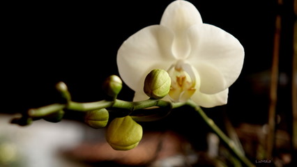 Naklejka na ściany i meble Orquídea branca