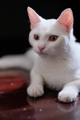 close up portrait of one pure white cat lying on red floor with sunlight on it. Dark blur background