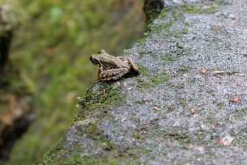 close up one little green frog sitting on edge of moss ground. big eyes. green grass land bokeh background in daytime 