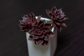 Succulents and white flower pots close-up on a dark background, Echeveria Black Prince