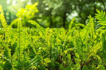 Green shrubs With sunlight on  background blurred