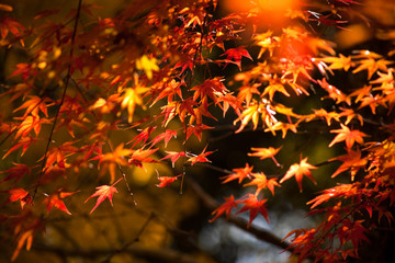 いちき串木野市冠岳の紅葉