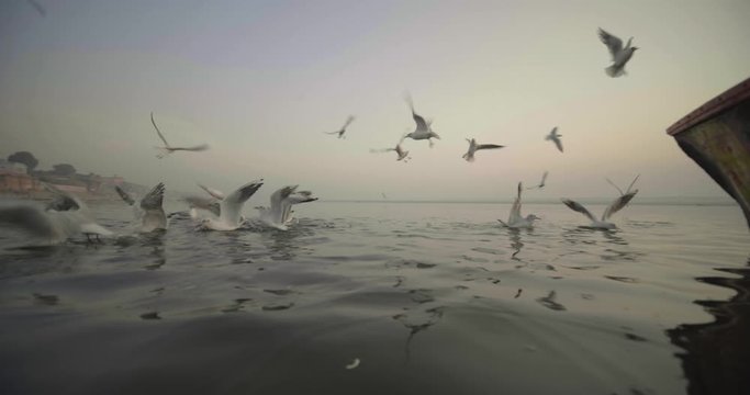 Seagulls flying above Ganges river early morning at sunrise in Varanasi in slow motion, India
