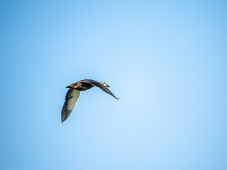 Fototapeta na wymiar Eastern spotbilled duck Anas zonorhyncha in flight