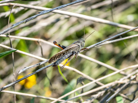 Migratory locust Locusta migratoria manilensis in long grass