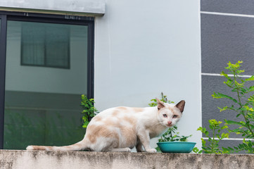 Stray cat white house wall nature faithful
